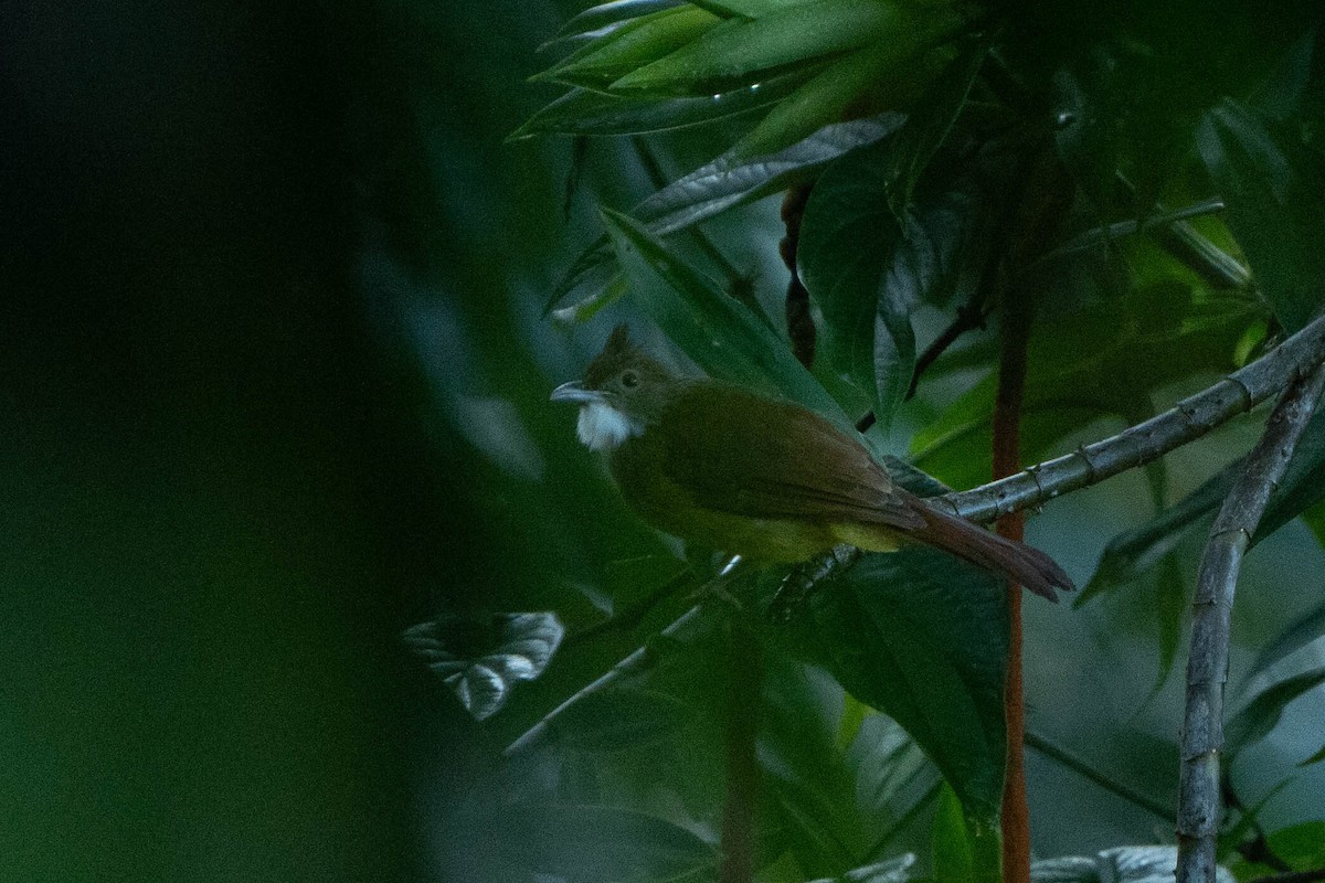Brown-cheeked Bulbul - ML624339051