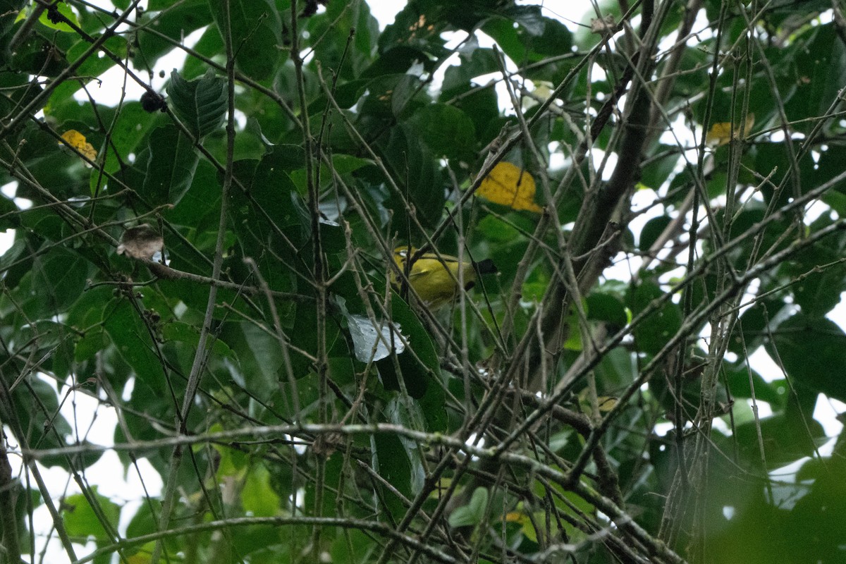 Sangkar White-eye - ML624339061