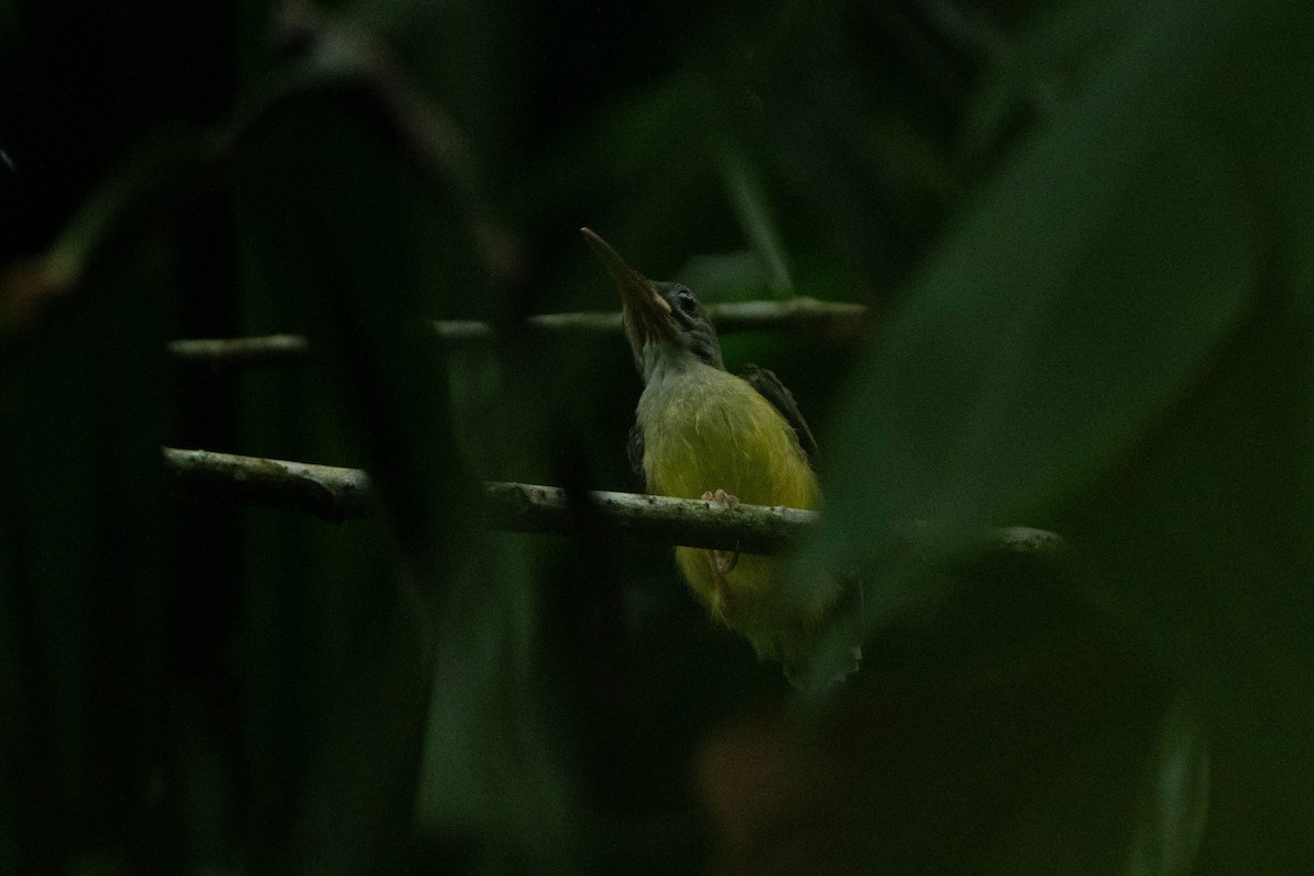 Little Spiderhunter - ML624339062