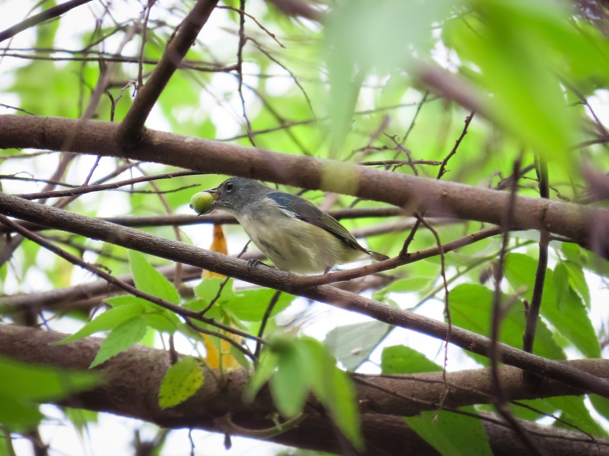 Pygmy Flowerpecker - ML624339066