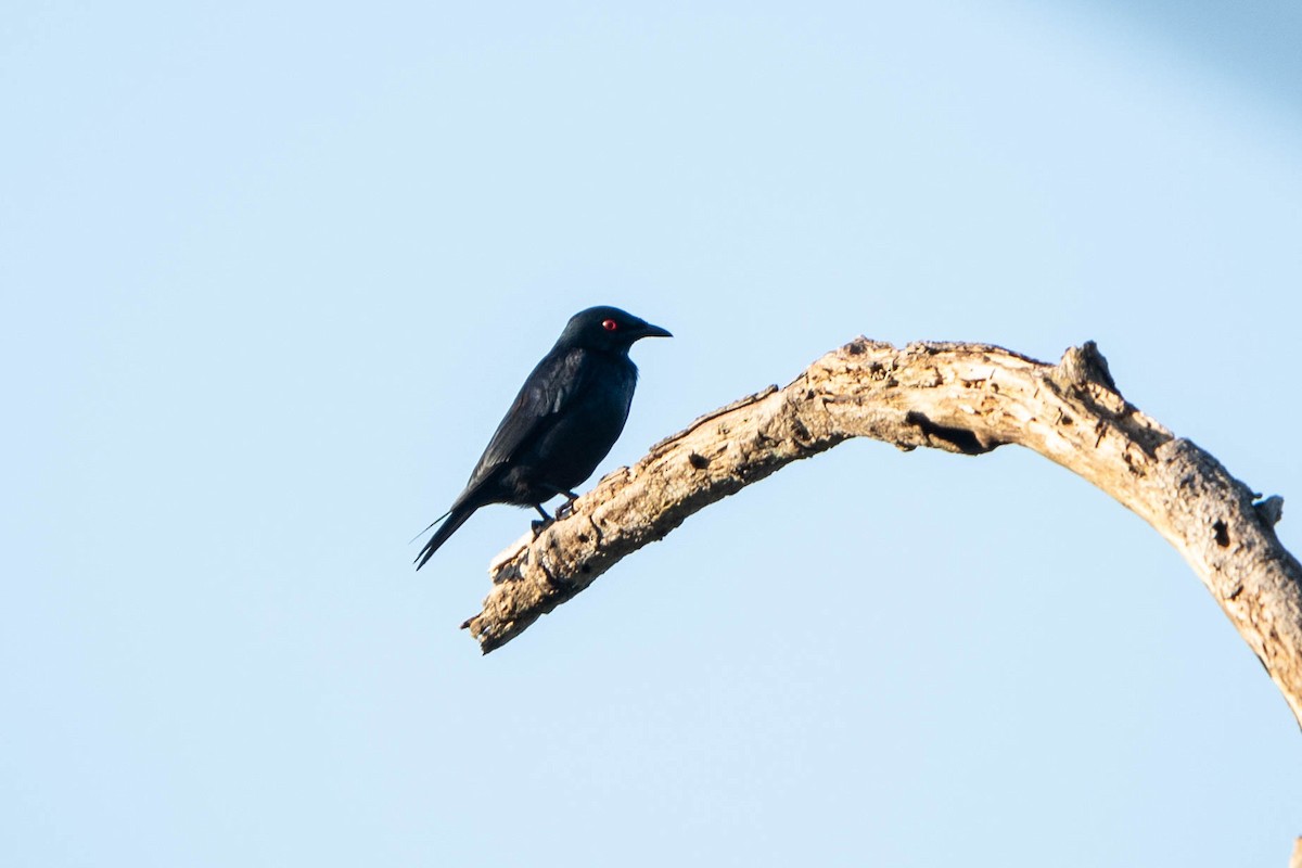 Short-tailed Starling - ML624339072