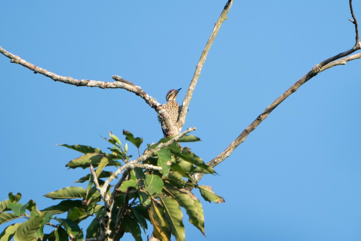 Common Flameback - ML624339075