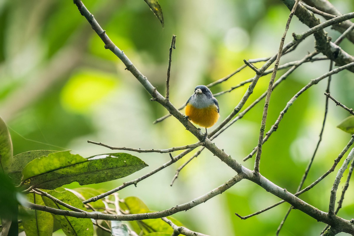 Orange-bellied Flowerpecker - ML624339080