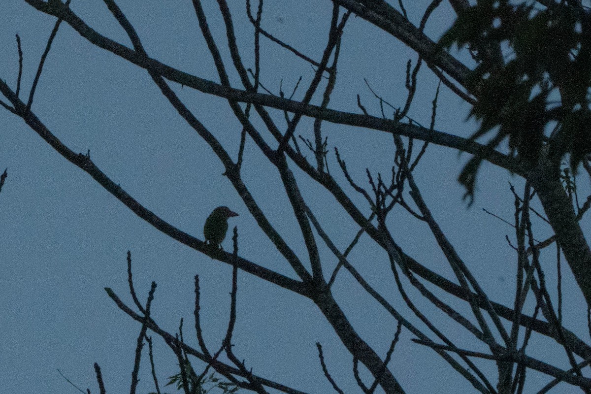 Lineated Barbet - ML624339084