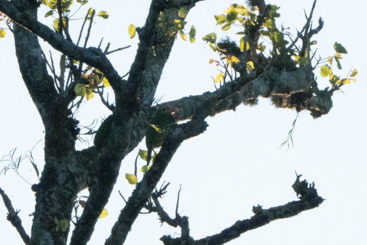 Lineated Barbet - ML624339085