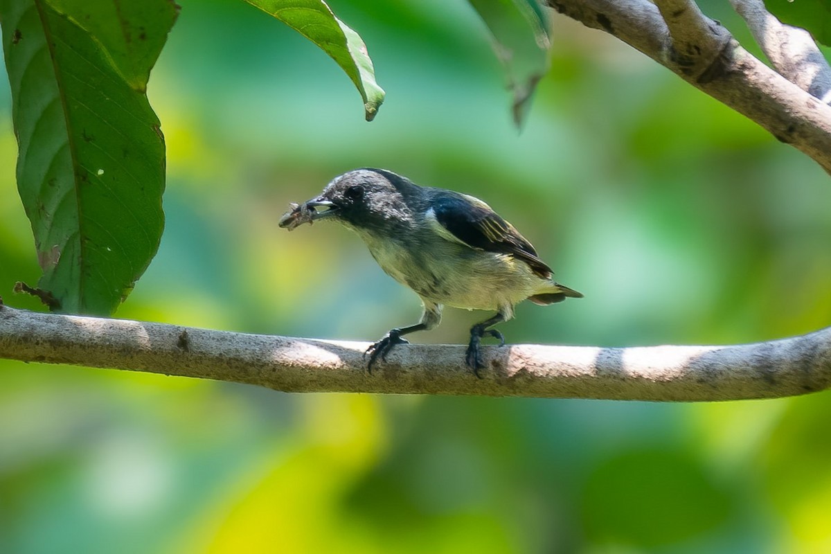 Pygmy Flowerpecker - ML624339088