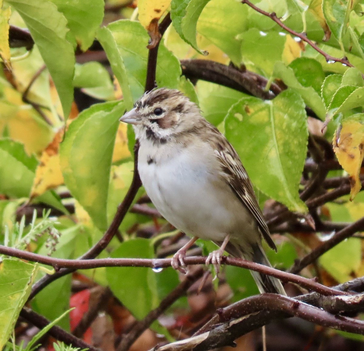 Lark Sparrow - ML624339188