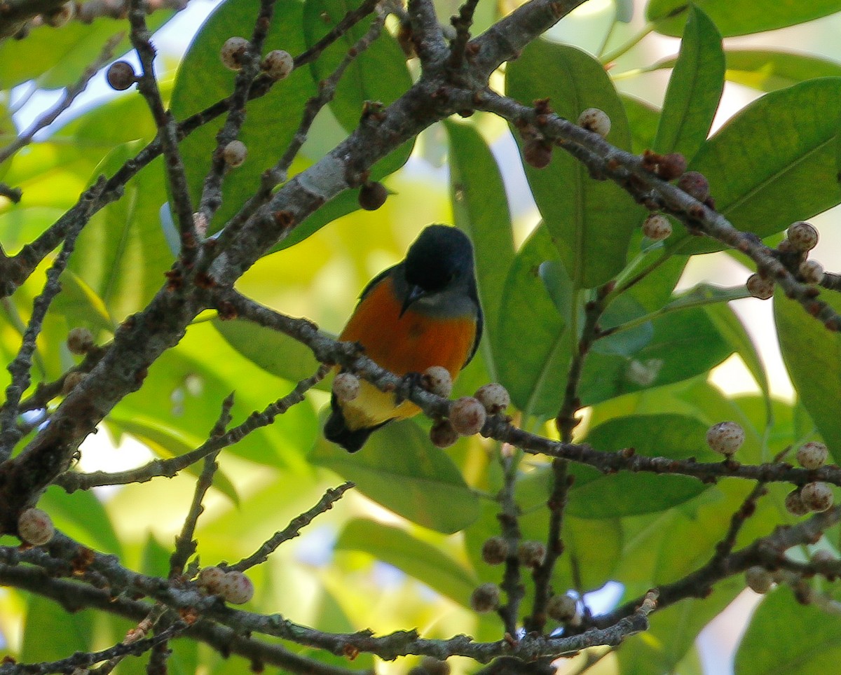 Orange-bellied Flowerpecker - ML624339257