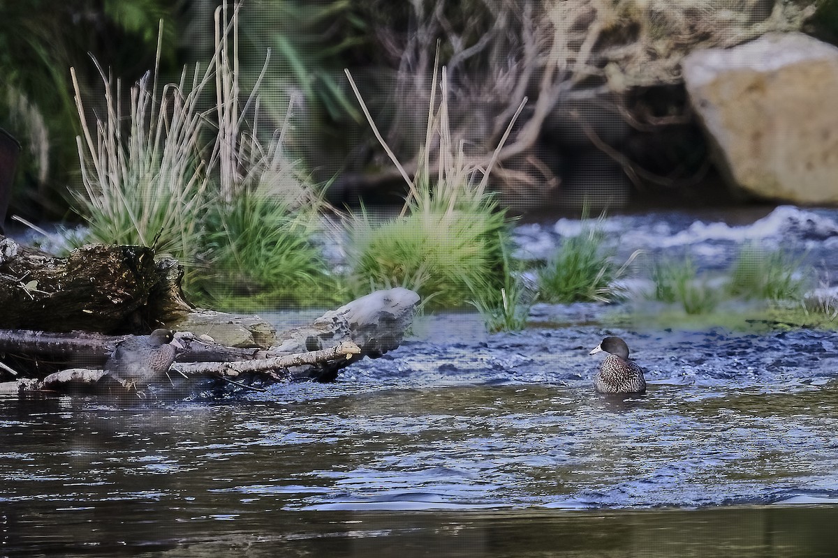 Blue Duck - ML624339269