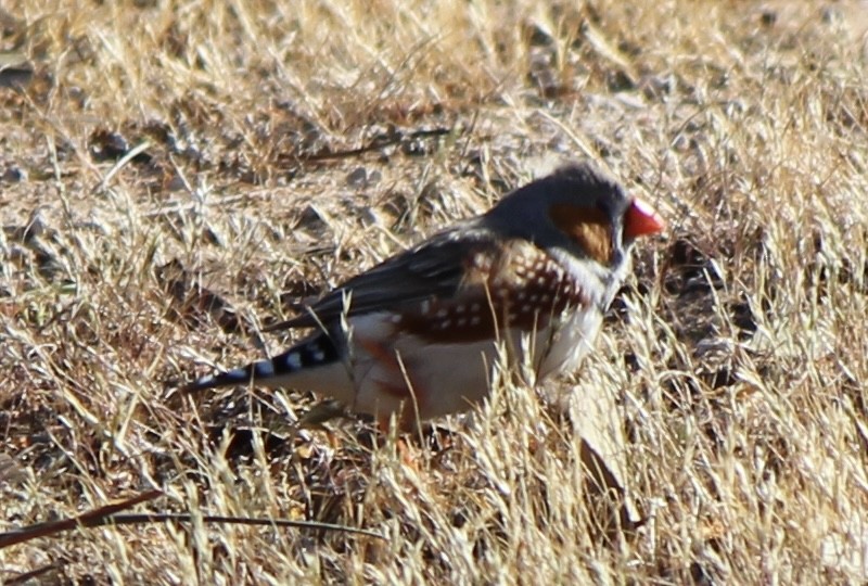 Zebra Finch - ML624339389