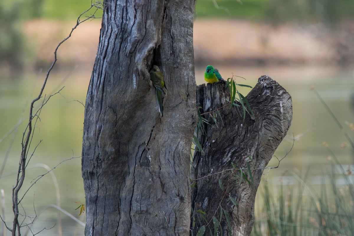 Red-rumped Parrot - ML624339503