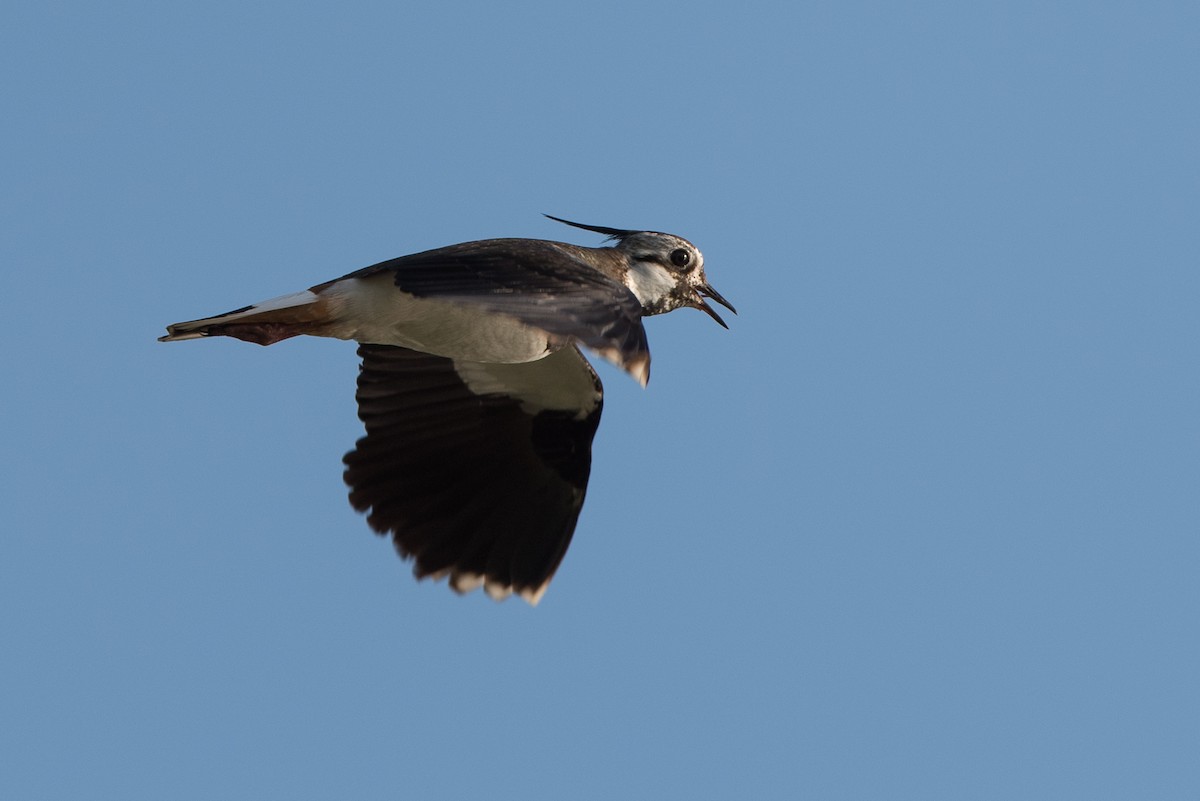 Northern Lapwing - ML624339519