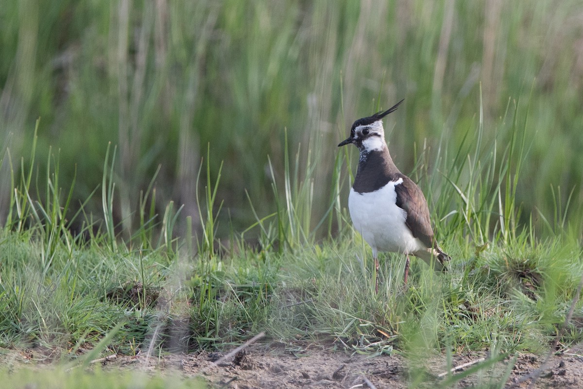 Northern Lapwing - ML624339520