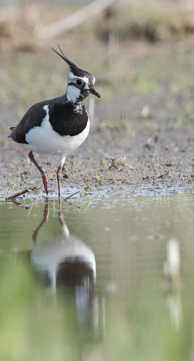 Northern Lapwing - ML624339523