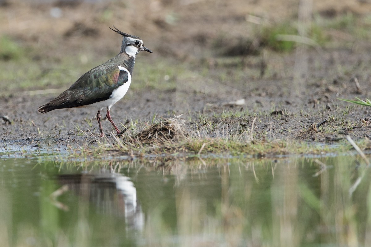 Northern Lapwing - ML624339524