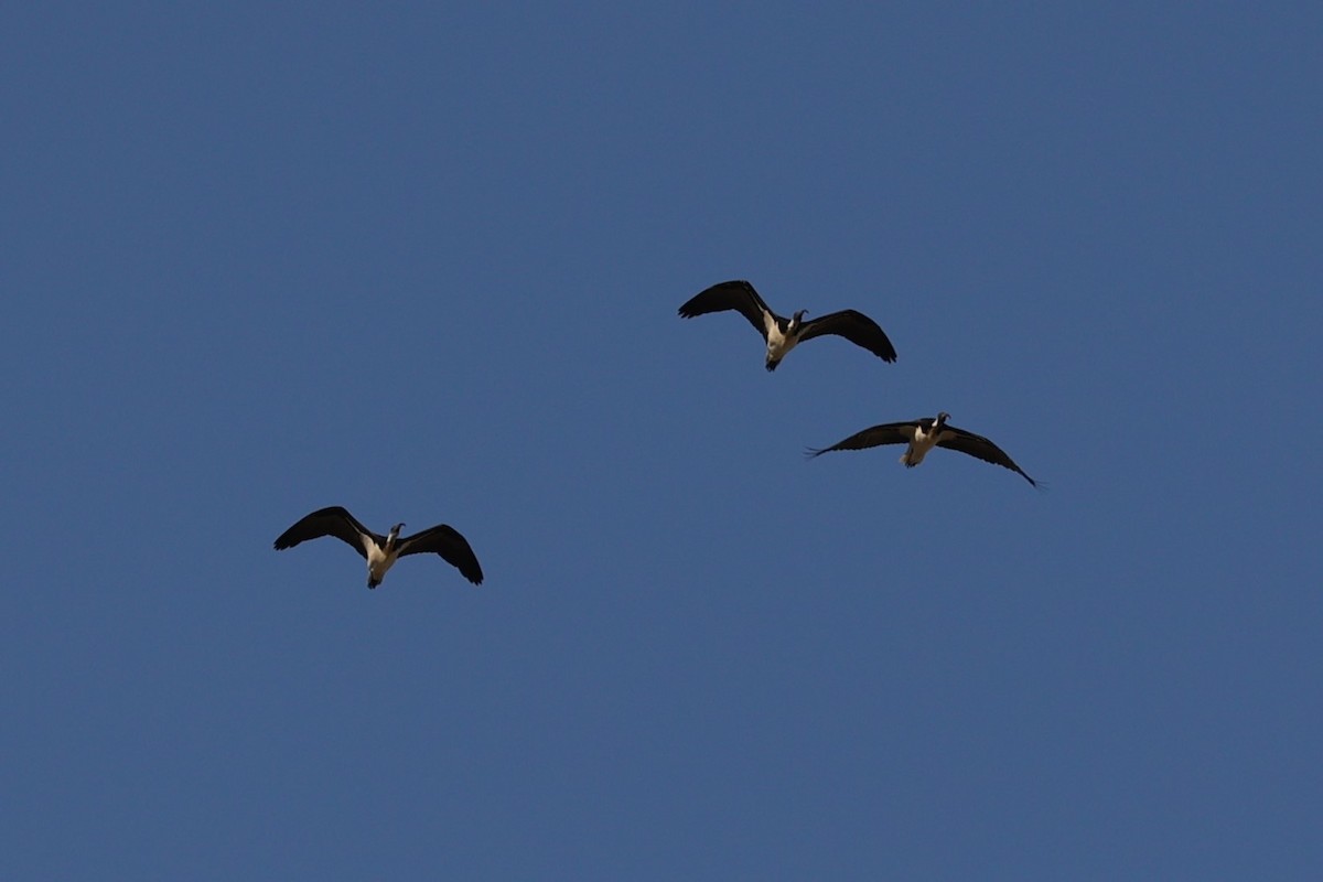 Straw-necked Ibis - ML624339567