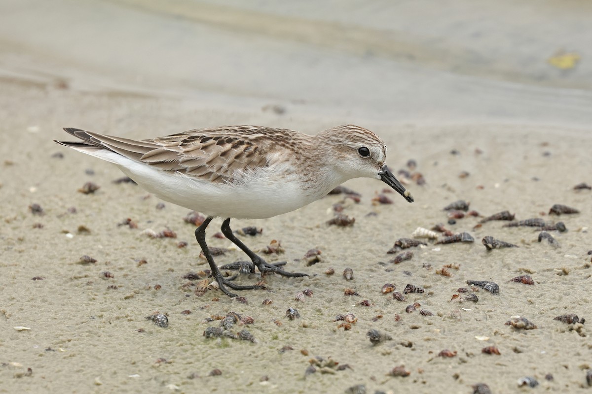 Red-necked Stint - Dave Bakewell