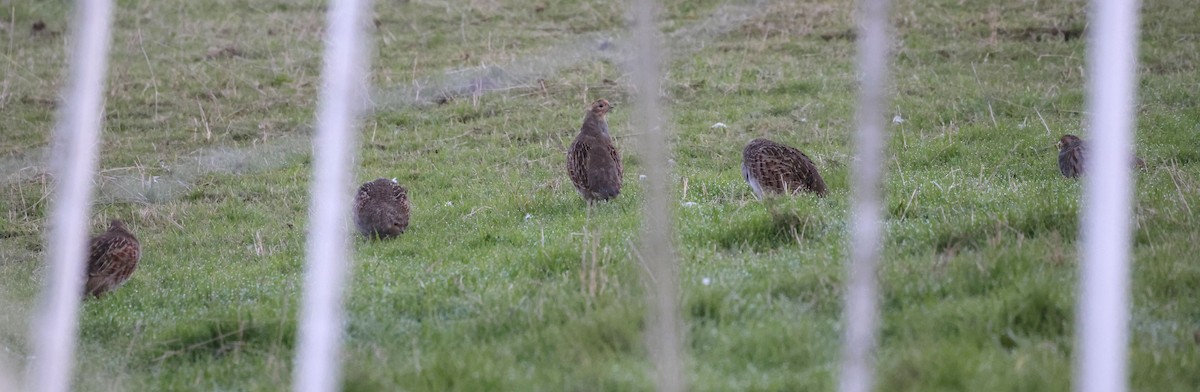 Gray Partridge - ML624339674