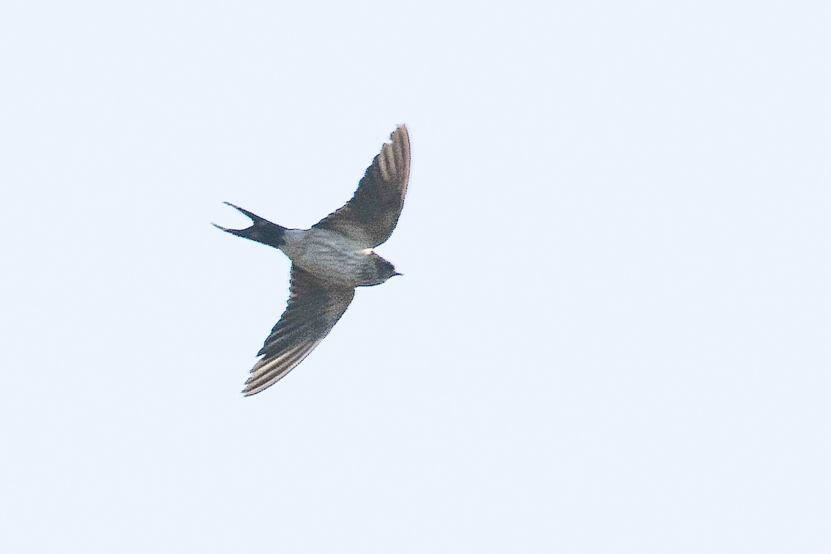 Eastern Red-rumped Swallow (Daurian) - ML624339751