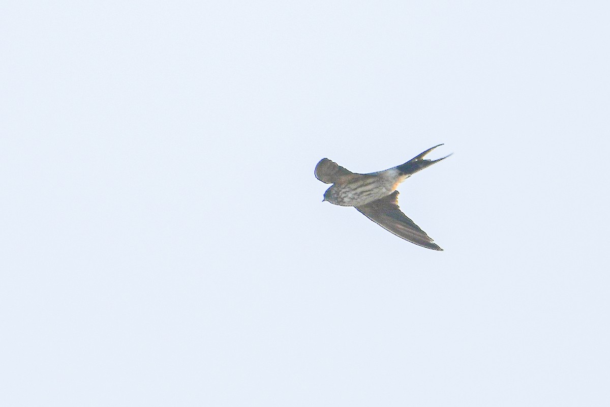 Eastern Red-rumped Swallow (Daurian) - ML624339752