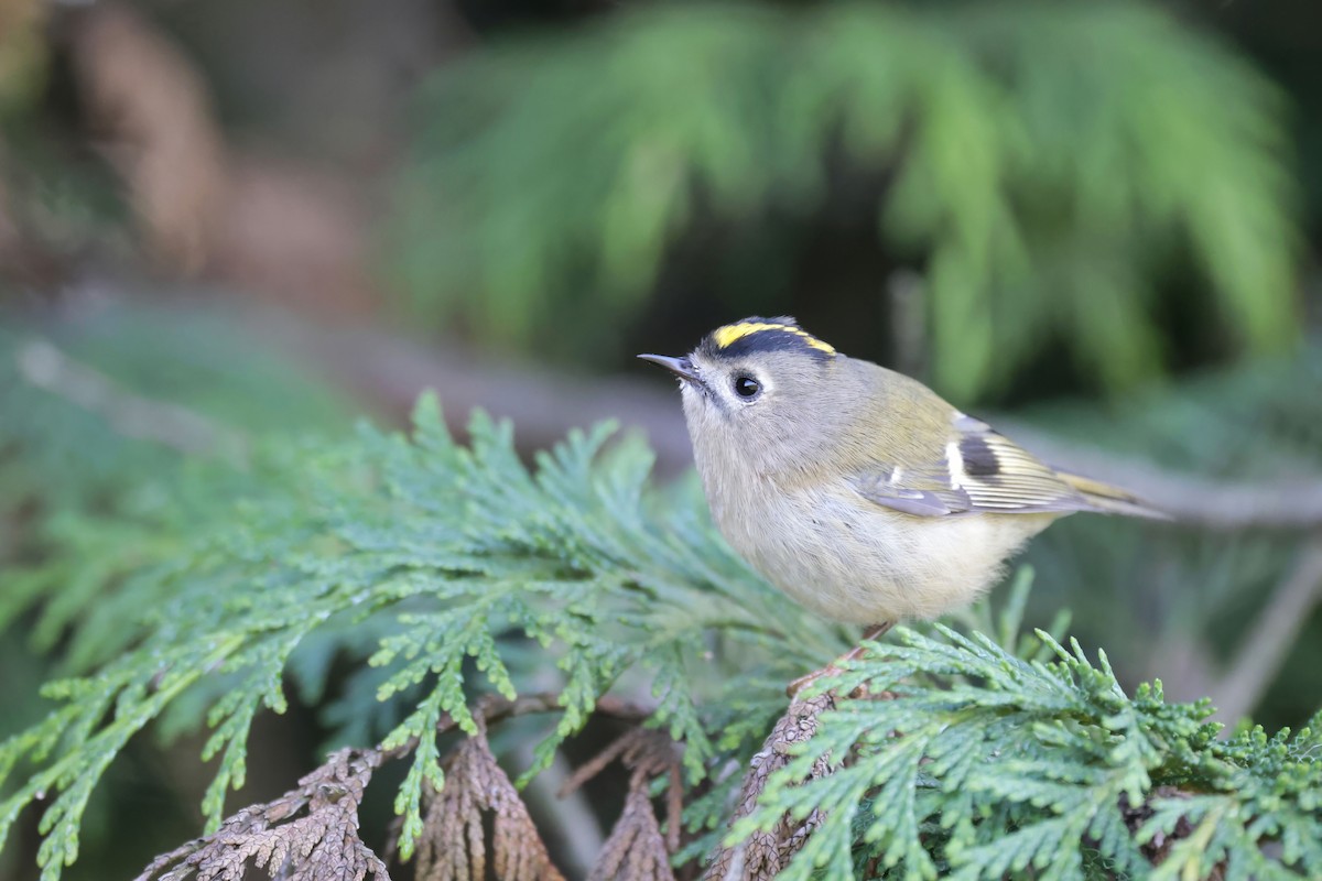 Goldcrest (European) - ML624339792