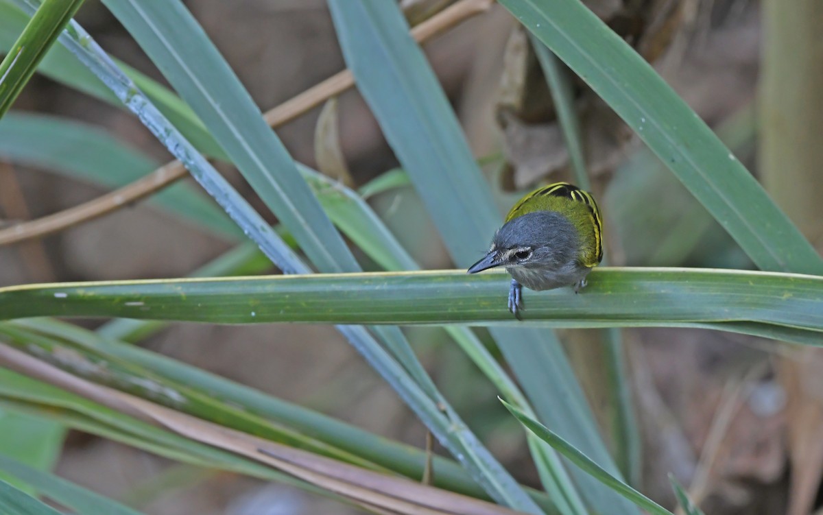 Slate-headed Tody-Flycatcher - ML624339889