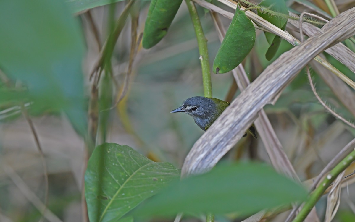 Slate-headed Tody-Flycatcher - ML624339890