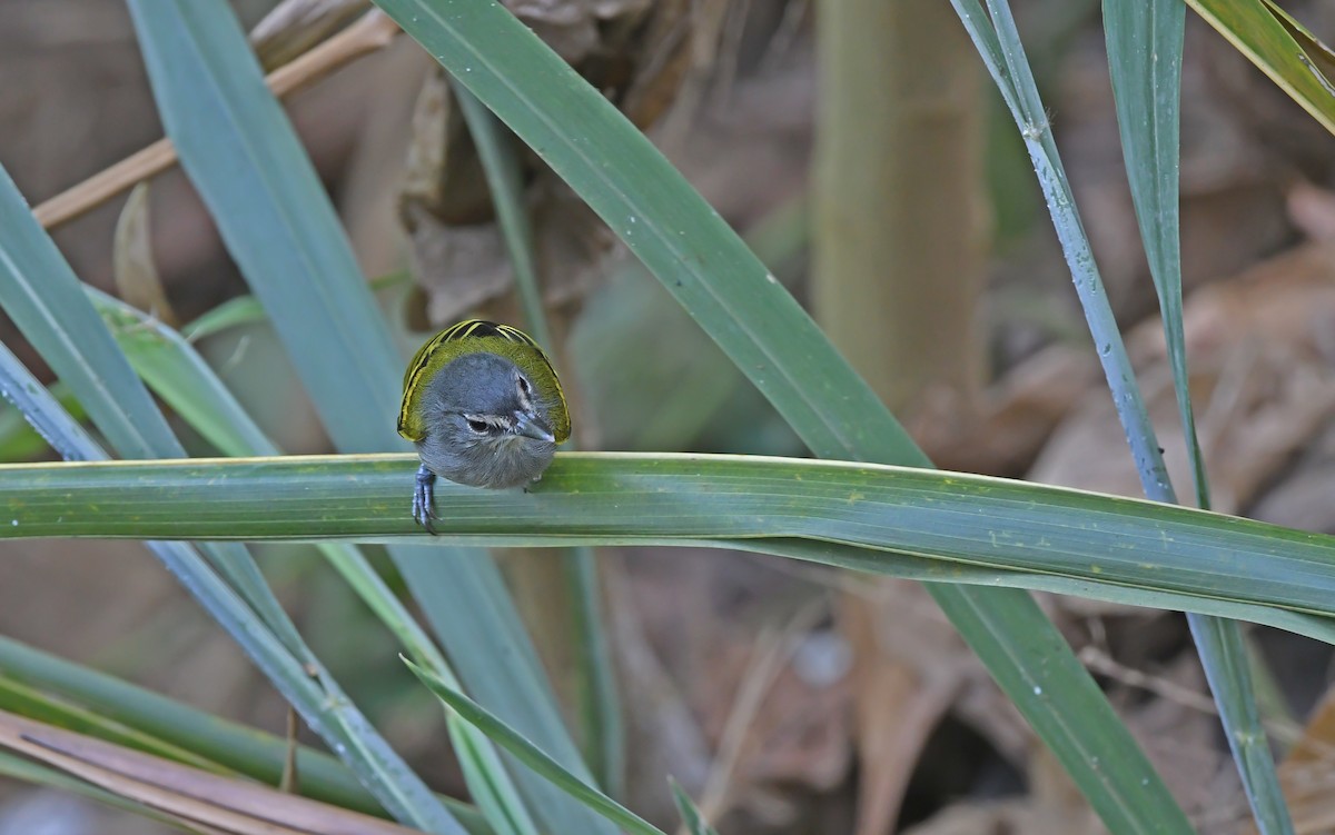 Slate-headed Tody-Flycatcher - ML624339891