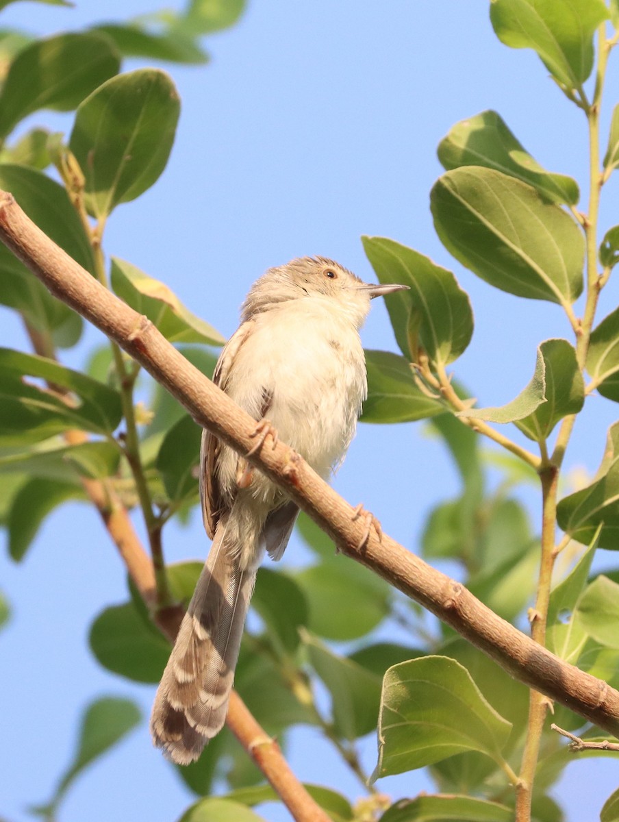 Delicate Prinia - ML624339987