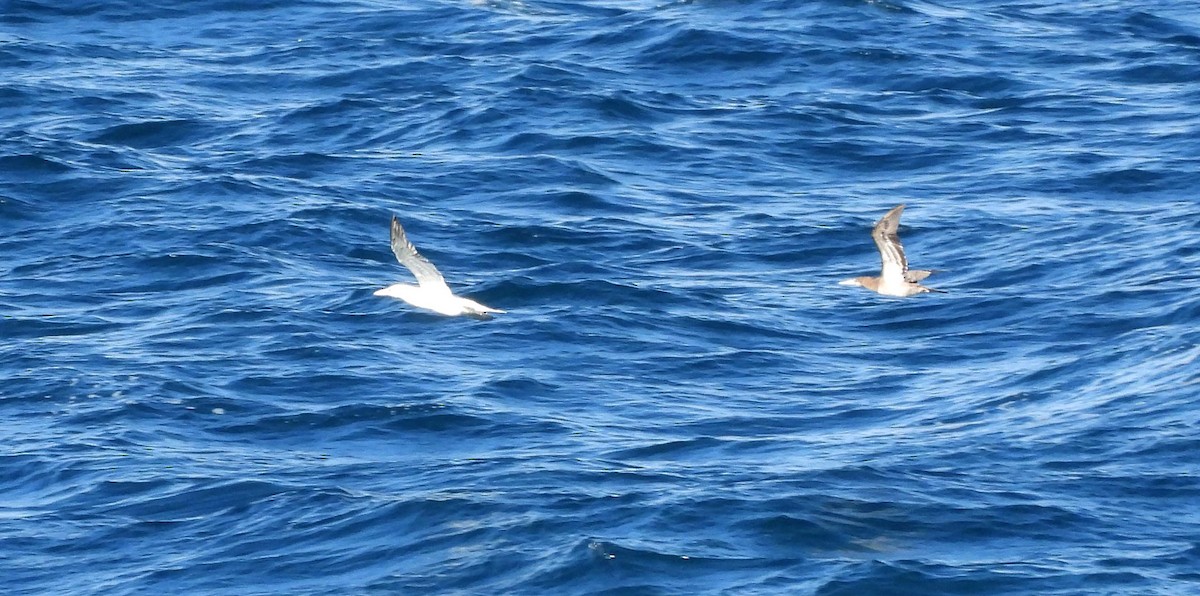 Brown Booby - Martín  Rey Pellitero