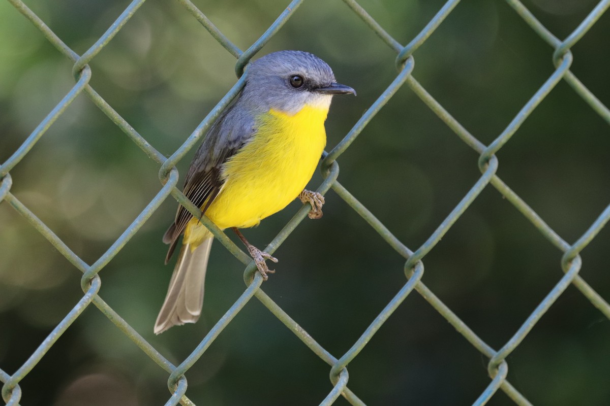 Eastern Yellow Robin - ML624340013
