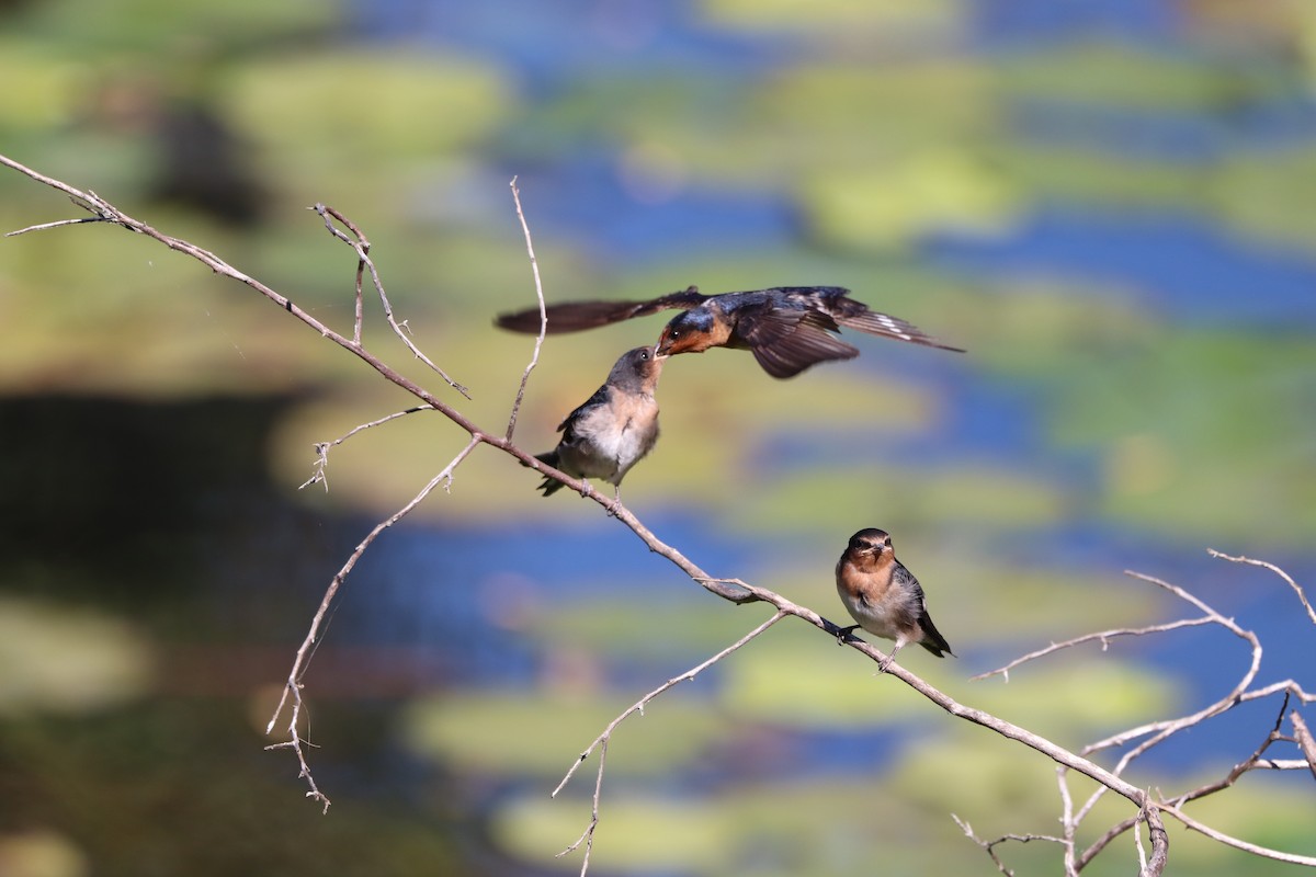 Welcome Swallow - ML624340014