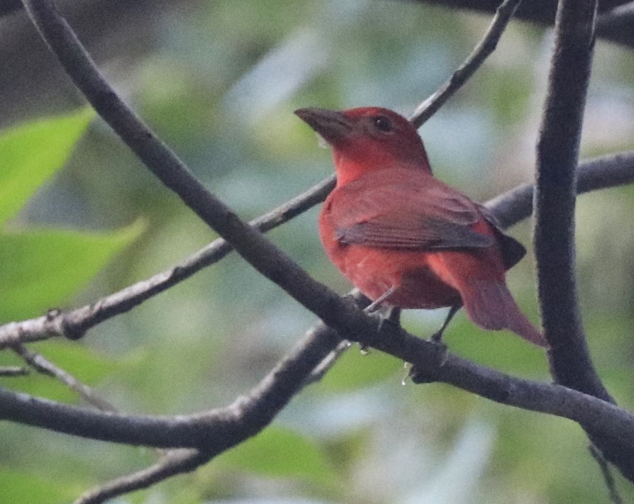 Summer Tanager - ML624340118