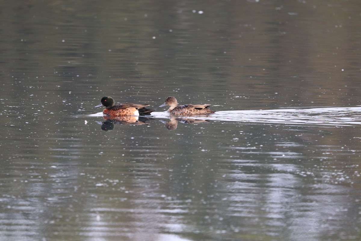 Chestnut Teal - ML624340271