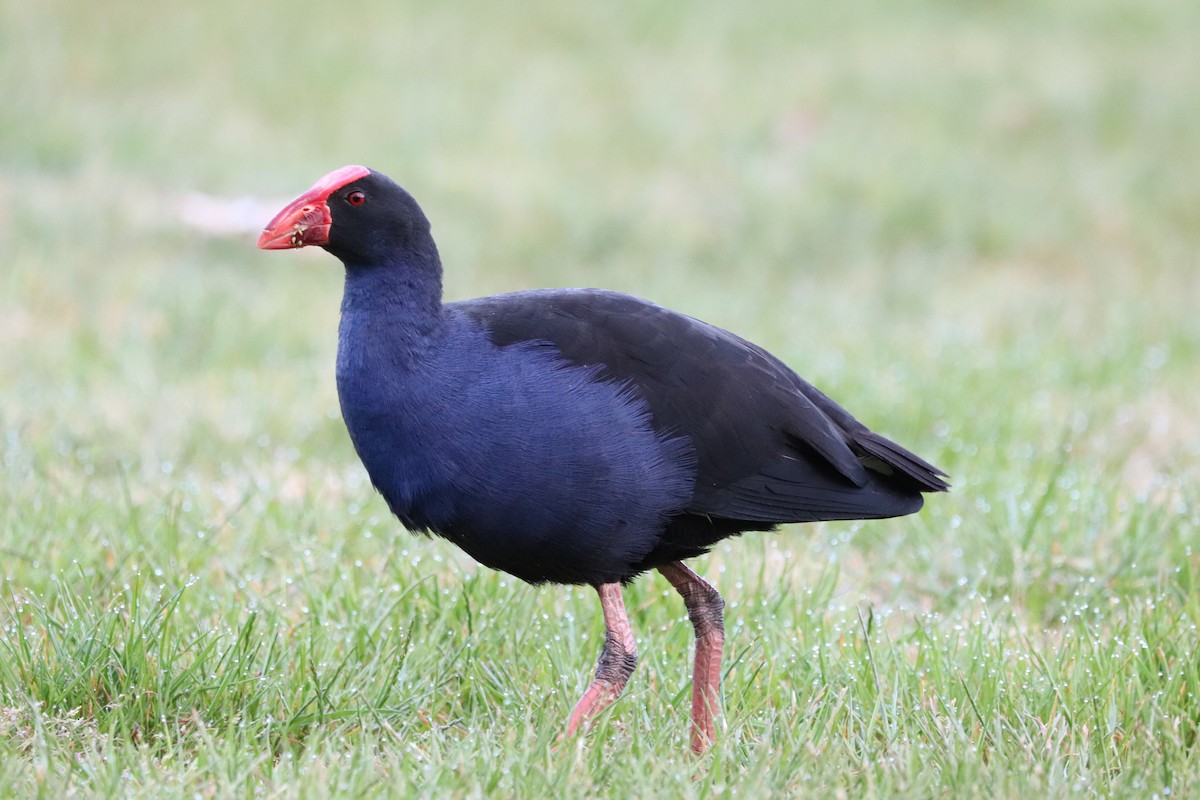 Australasian Swamphen - ML624340273