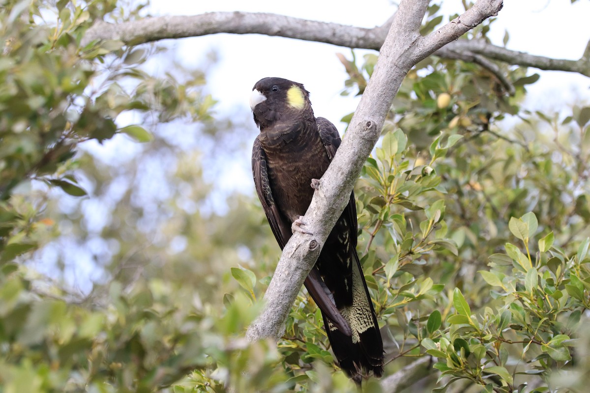 Yellow-tailed Black-Cockatoo - ML624340276