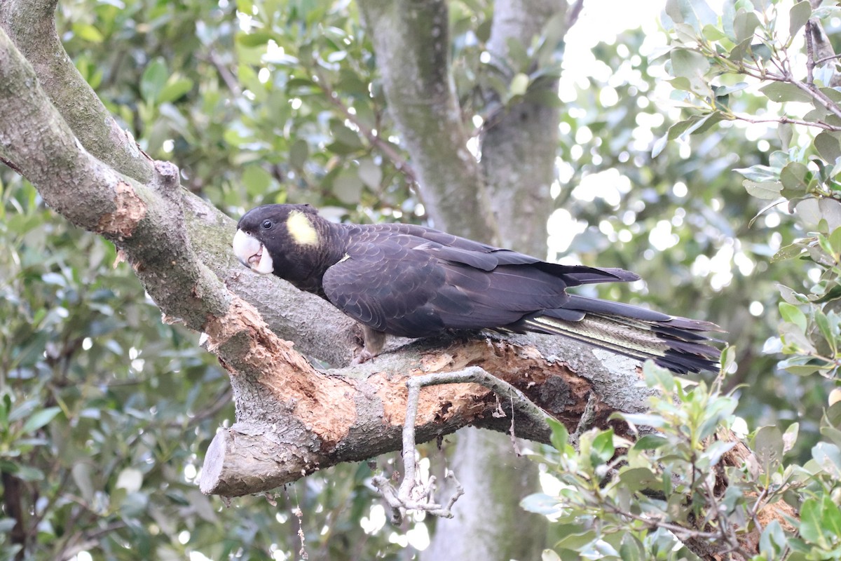 Yellow-tailed Black-Cockatoo - ML624340277