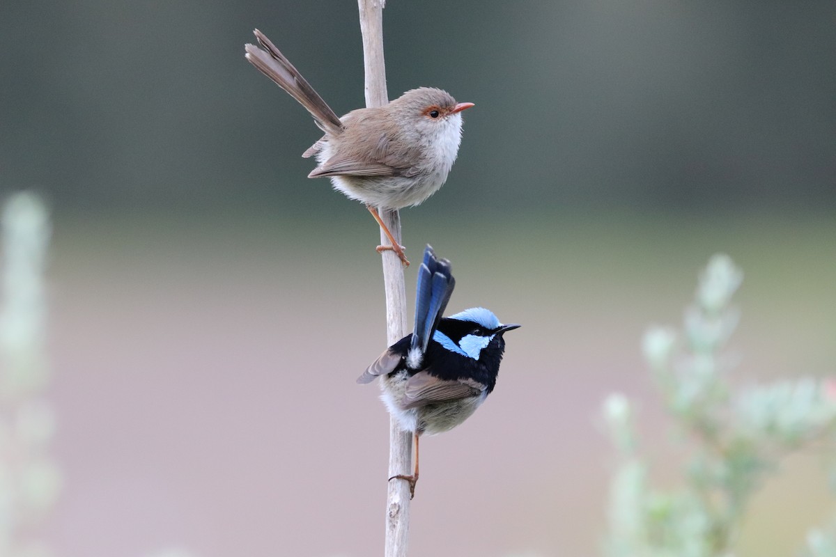 Superb Fairywren - ML624340282