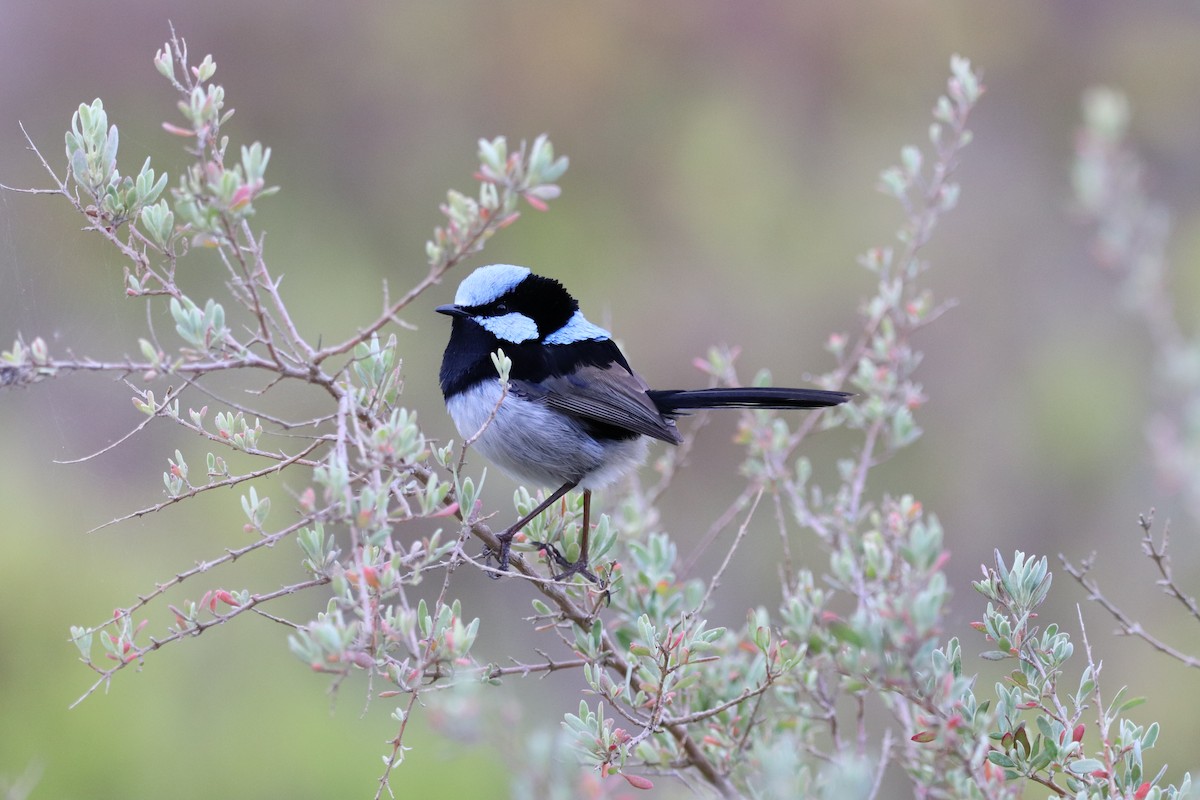 Superb Fairywren - ML624340283