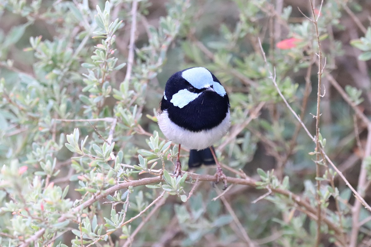 Superb Fairywren - ML624340284