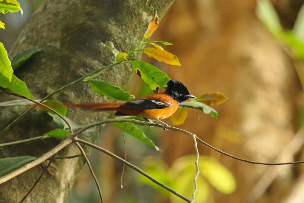 Black-headed Paradise-Flycatcher (Red-bellied) - ML624340357