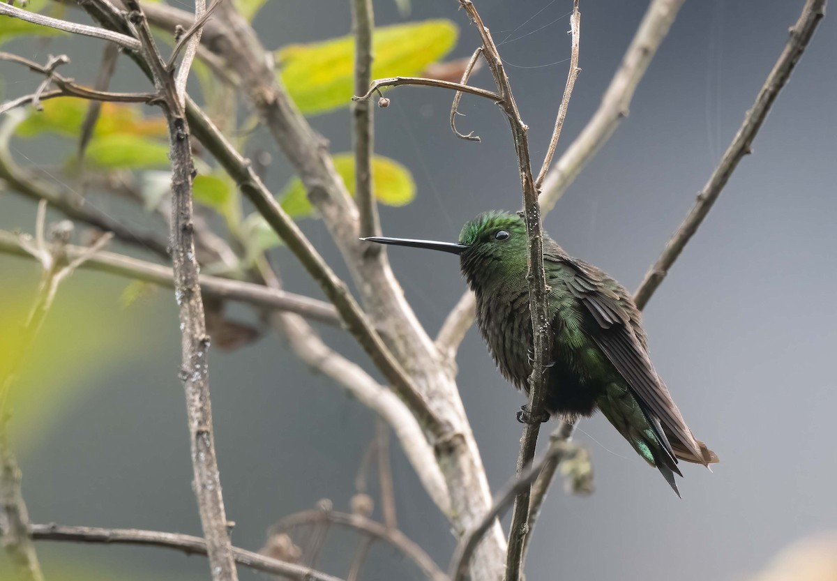 Black-thighed Puffleg - ML624340424