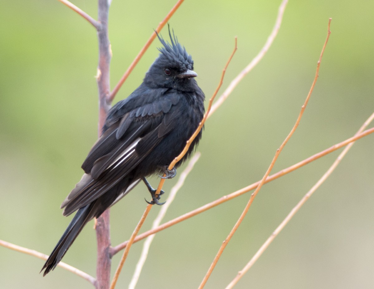 Crested Black-Tyrant - ML624340600