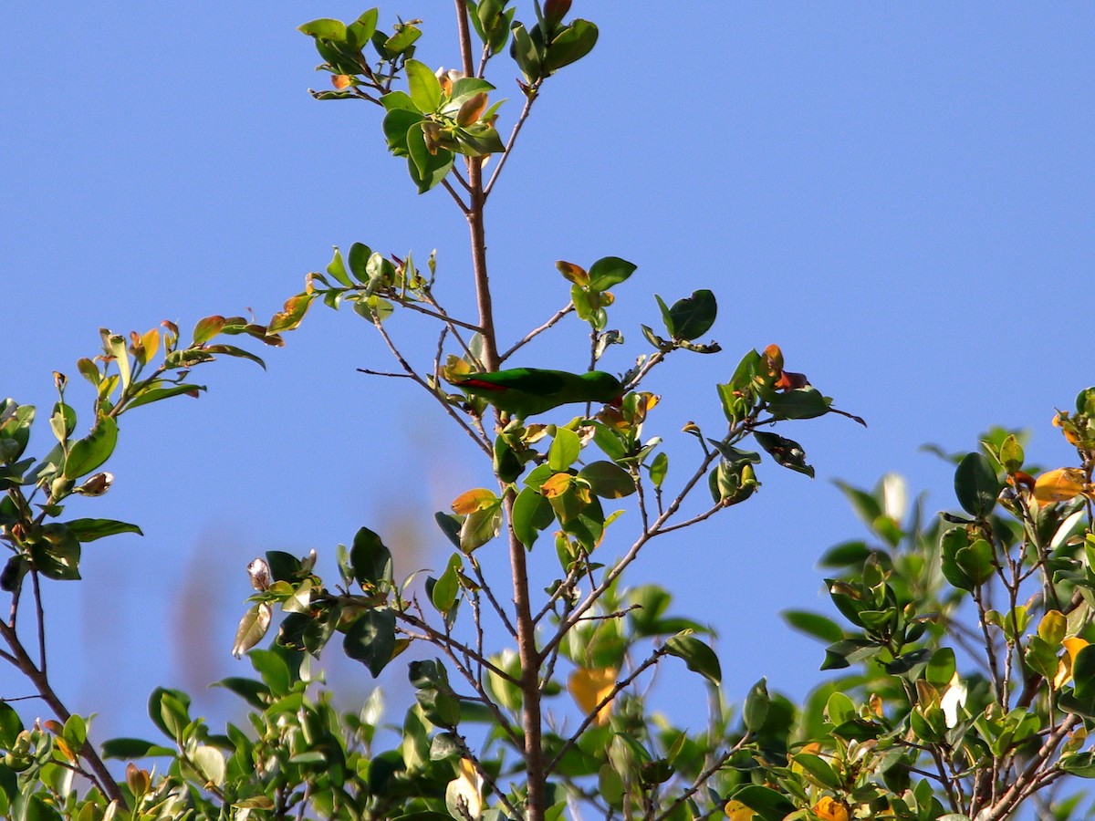 Yellow-throated Hanging-Parrot - ML624340602