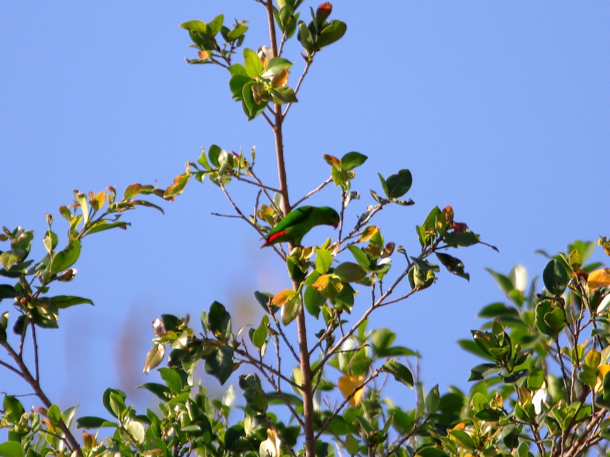 Yellow-throated Hanging-Parrot - ML624340603