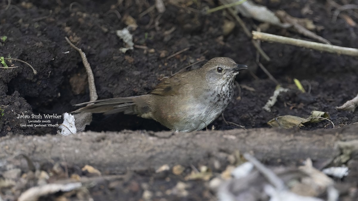 Javan Bush Warbler (Javan) - ML624340673
