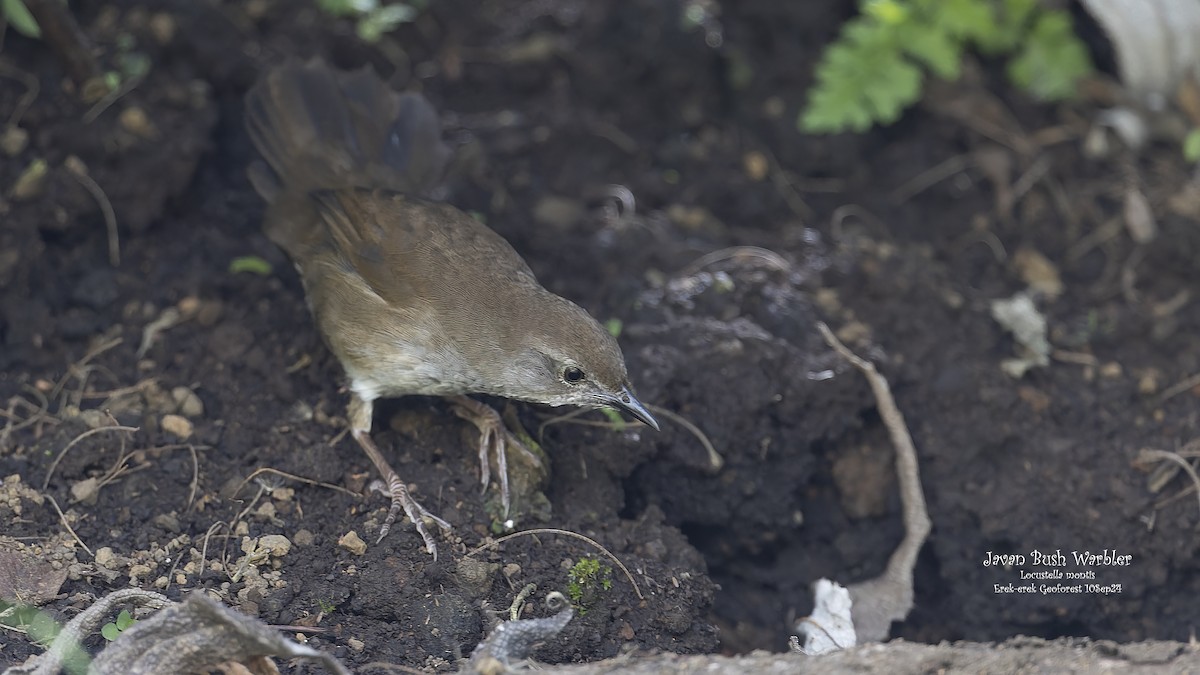 Javan Bush Warbler (Javan) - ML624340674