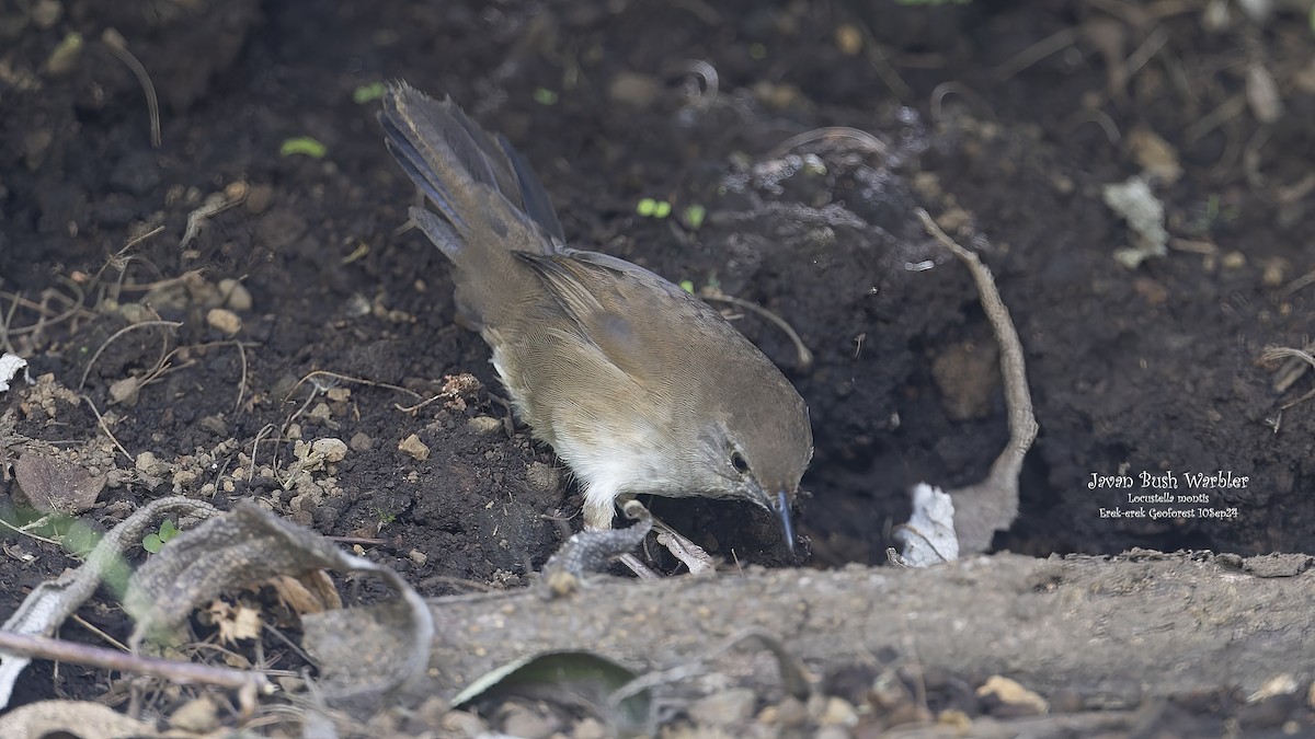 Javan Bush Warbler (Javan) - ML624340675