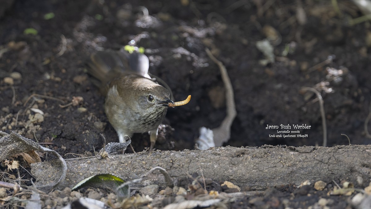 Javan Bush Warbler (Javan) - ML624340677