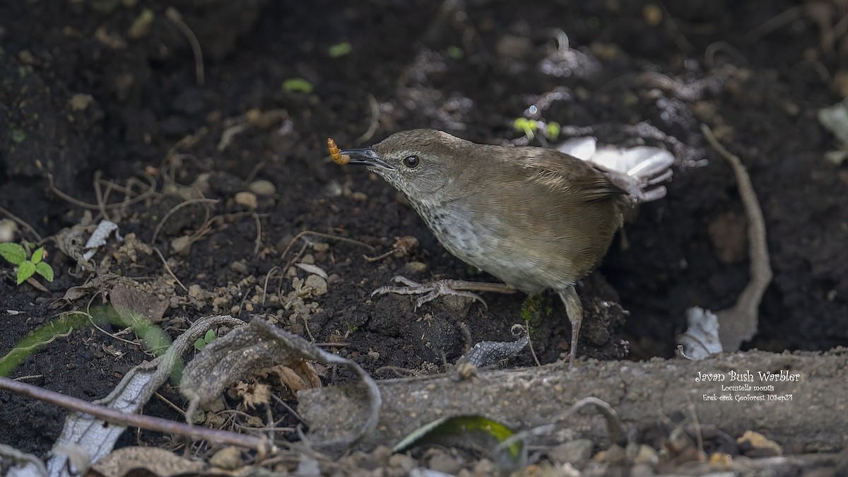 Javan Bush Warbler (Javan) - ML624340678